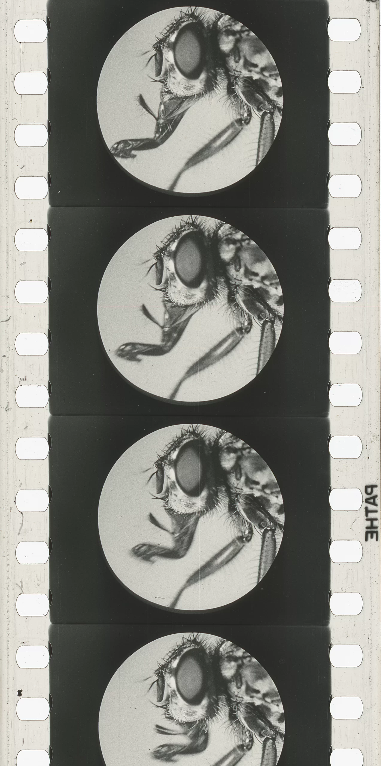 Fotograma La mosca y sus peligros